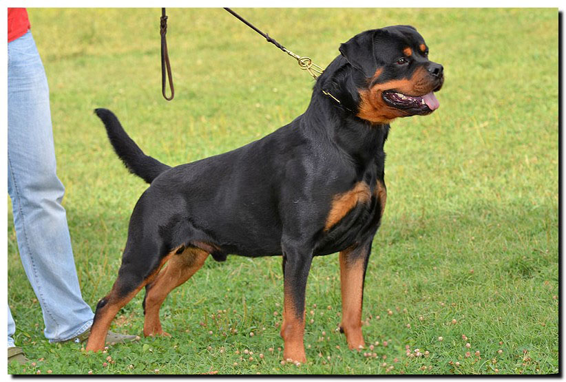 Excalibur vom Quercus Wald Excalibur vom Quercus Wald